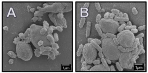 Heat stress: underlying mechanism and mitigation by yeast paraprobiotics - Image 9