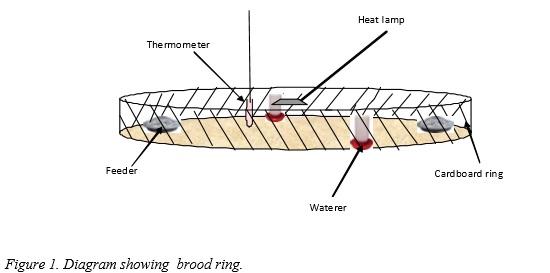 Housing and Confinement for the Backyard Flock - Image 1