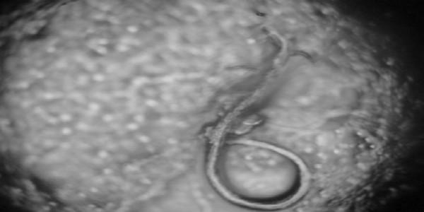 Nematicide activity of microfungi (Orbiliales, Orbiliaceae) after transit through gastrointenstinal tract of “Gallus gallus domesticus” - Image 1