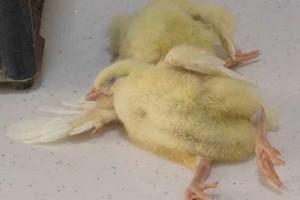 Case Report: Prevalence and significance of aspergellosis in commercial broiler chicken: Pathological study - Image 2