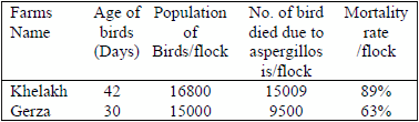 Case Report: Prevalence and significance of aspergellosis in commercial broiler chicken: Pathological study - Image 1