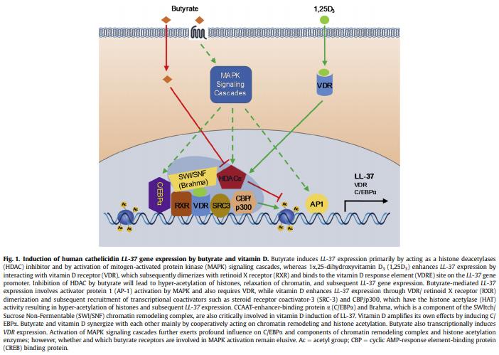 Dietary modulation of endogenous host defense peptide synthesis as an alternative approach to in-feed antibiotics - Image 1