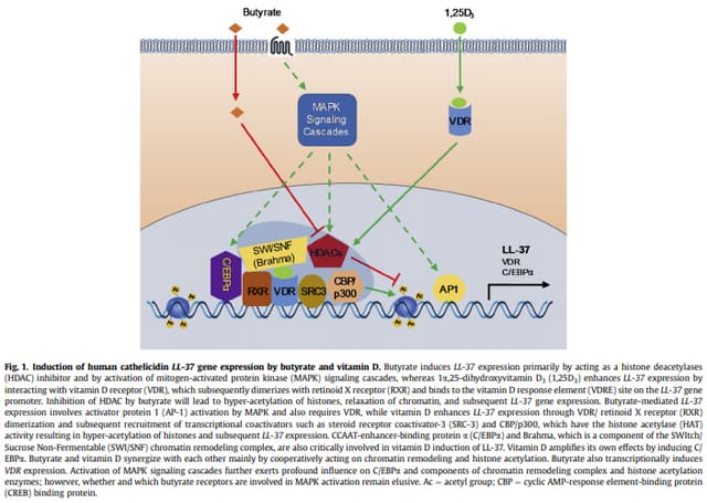 Dietary modulation of endogenous host defense peptide synthesis as an ...