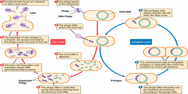 Antibiotic-resistance: the contribution of the viruses in GIT microbiome - Image 3