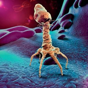 Antibiotic-resistance: the contribution of the viruses in GIT microbiome - Image 2
