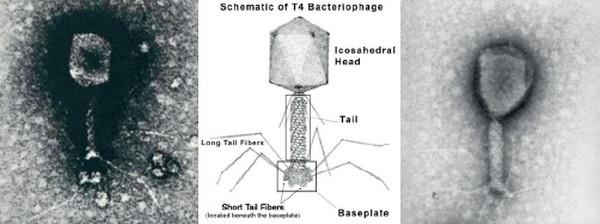 Antibiotic-resistance: the contribution of the viruses in GIT microbiome - Image 4