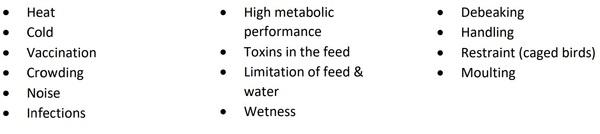 GAS, that weakens the general immunity in chickens - Image 2