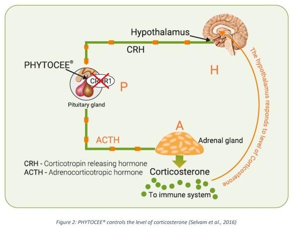 GAS, that weakens the general immunity in chickens - Image 4