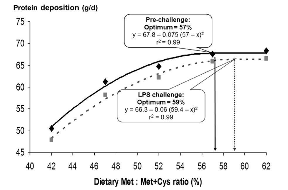 Functional amino acids to improve the immunity of pigs - Image 2
