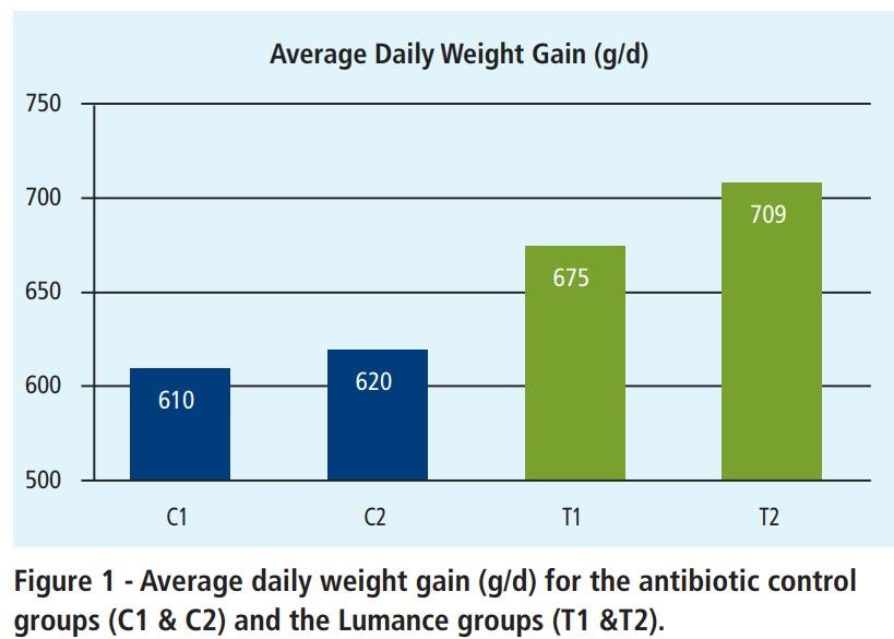 Weaning piglets without antibiotics - Image 3