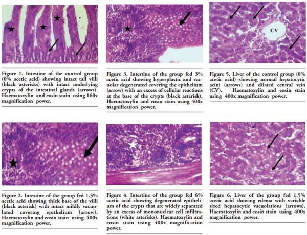 Growing and laying performance of Japanese quail fed diet supplemented with different concentrations of acetic acid - Image 10