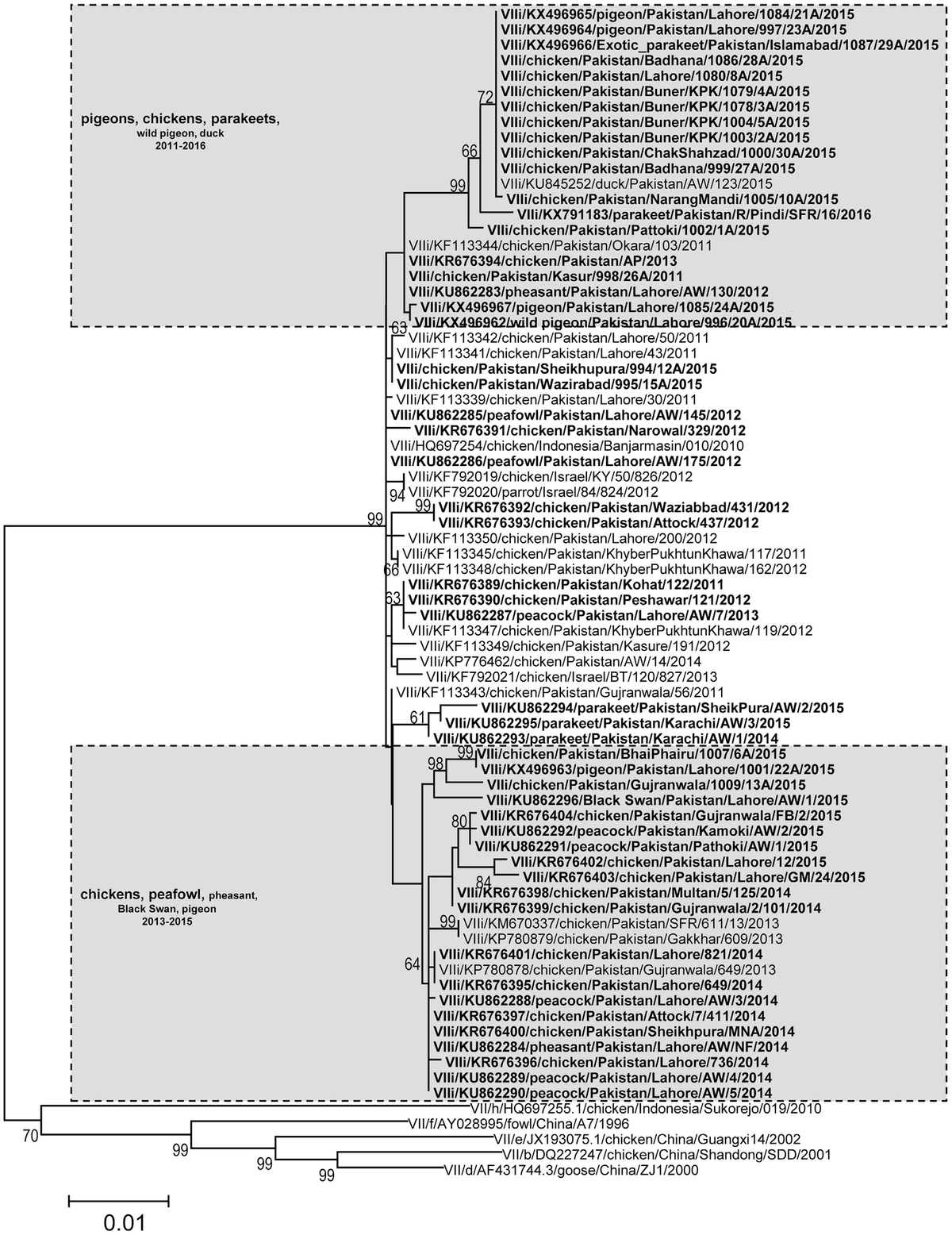 Repeated isolation of virulent Newcastle disease viruses in poultry and captive non-poultry avian species in Pakistan from 2011 to 2016 - Image 2
