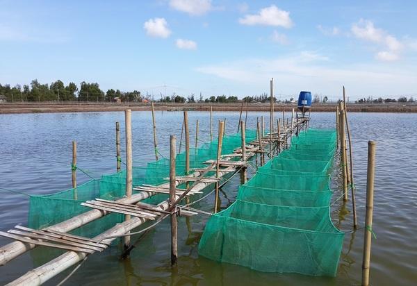 Immune stimulation in Aquaculture - Image 1
