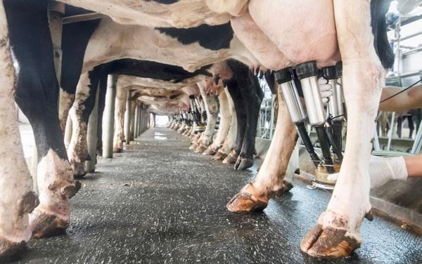 Fresh cow mastitis - Image 1