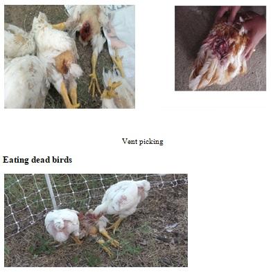 Vices of Domestic Fowl - Image 1
