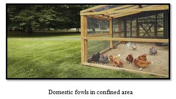 Vices of Domestic Fowl - Image 5