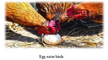 Vices of Domestic Fowl - Image 3