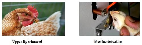 Vices of Domestic Fowl - Image 2
