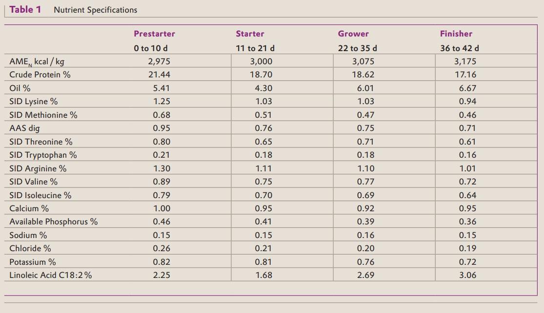 Excellent Result for CreAMINO® in Moroccan Broilers - Image 1