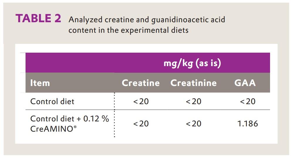 CreAMINO® improves growth performance and carcass quality of finisher pigs - Image 2