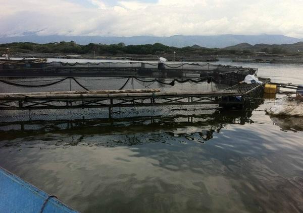 Impact of dietary potassium diformate on bacterially challenged tilapia under commercial conditions - Image 1