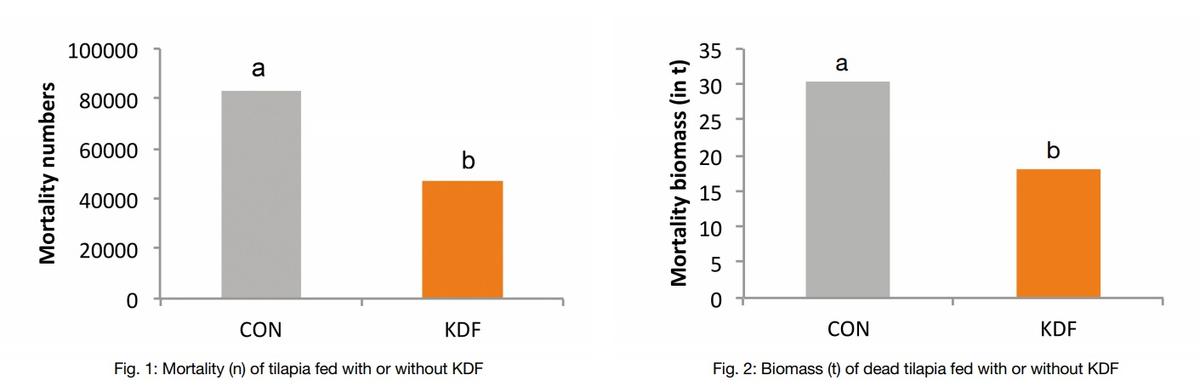 Impact of dietary potassium diformate on bacterially challenged tilapia under commercial conditions - Image 2