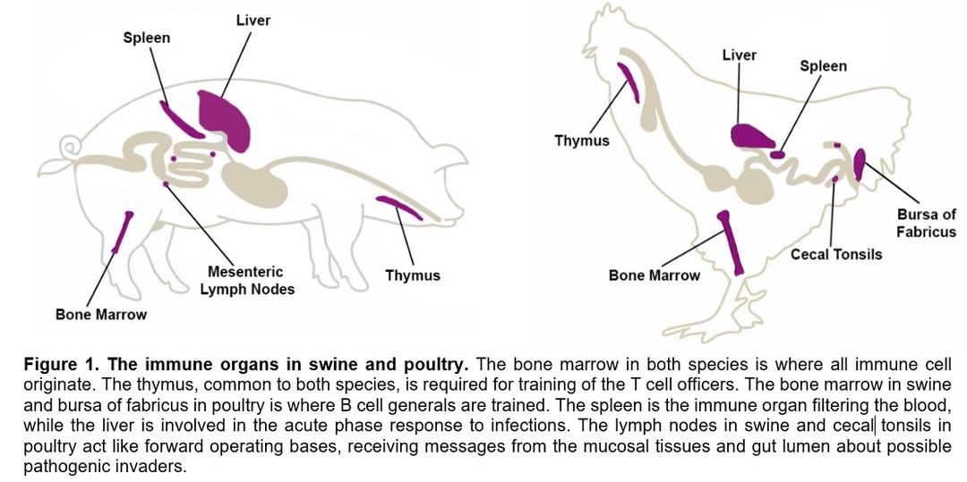 The Immune System – A Military Force - Image 2