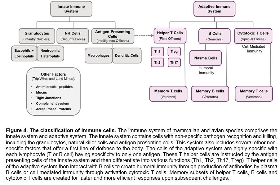 The Immune System – A Military Force - Image 5