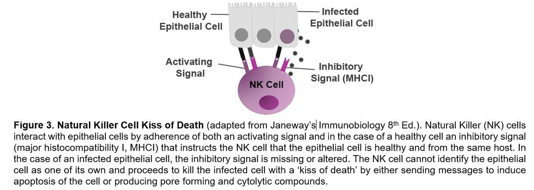 The Immune System – A Military Force - Image 4