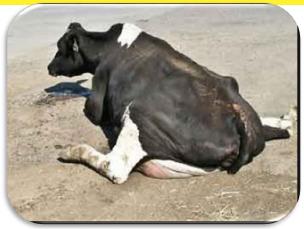 Animal Welfare and Dairy Management - Image 5