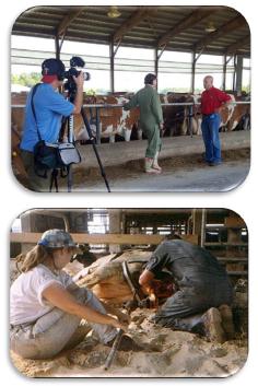 Animal Welfare and Dairy Management - Image 3