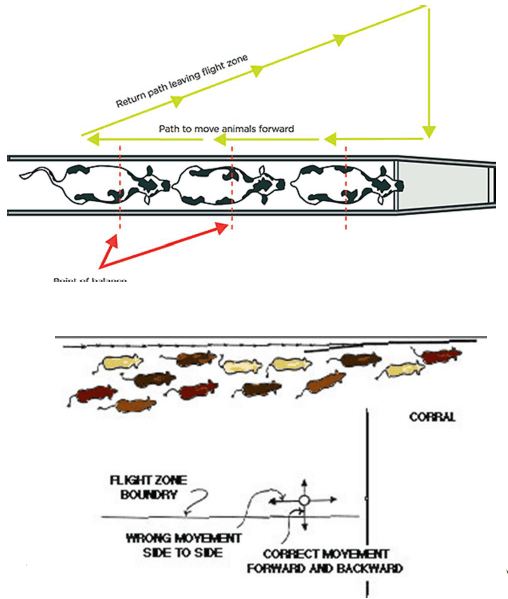 Animal Welfare and Dairy Management - Image 8