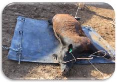 Animal Welfare and Dairy Management - Image 6
