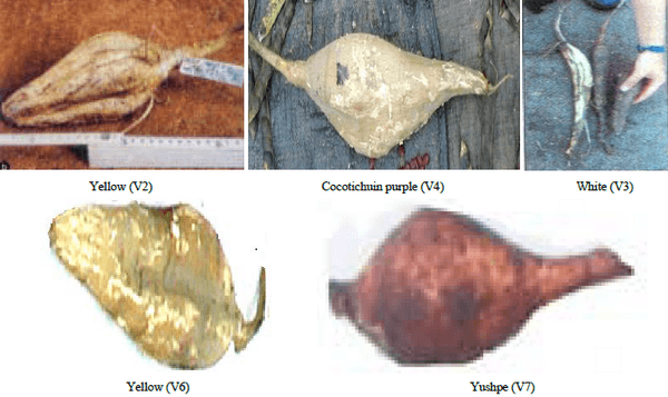 Extraction and Characterization of Starch Fractions of Five Phenotypes Pachyrhizus tuberosus (Lam.) Spreng - Image 1
