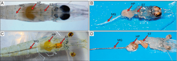 Functionary Properties of Hepatopancreas in Shrimp & Its Protection for Success of Culture - Image 4