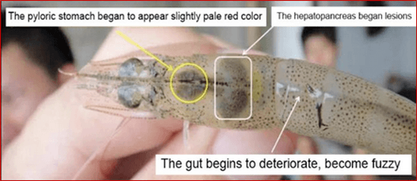 Functionary Properties of Hepatopancreas in Shrimp & Its Protection for Success of Culture - Image 2