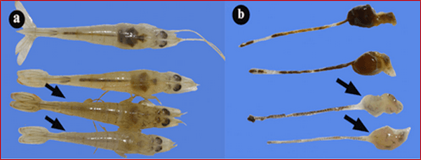 Functionary Properties of Hepatopancreas in Shrimp & Its Protection for Success of Culture - Image 6