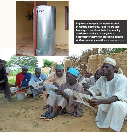 Breaking the Mold: New Strategies for Fighting Aflatoxins - Image 4