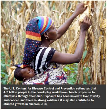 Breaking the Mold: New Strategies for Fighting Aflatoxins - Image 1