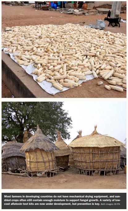 Breaking the Mold: New Strategies for Fighting Aflatoxins - Image 2