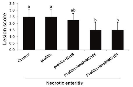 In ovo vaccination using Eimeria profilin and Clostridium perfringens NetB proteins in Montanide IMS adjuvant increases protective immunity against experimentally-induced necrotic enteritis - Image 4