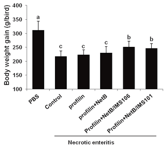 In ovo vaccination using Eimeria profilin and Clostridium perfringens NetB proteins in Montanide IMS adjuvant increases protective immunity against experimentally-induced necrotic enteritis - Image 3