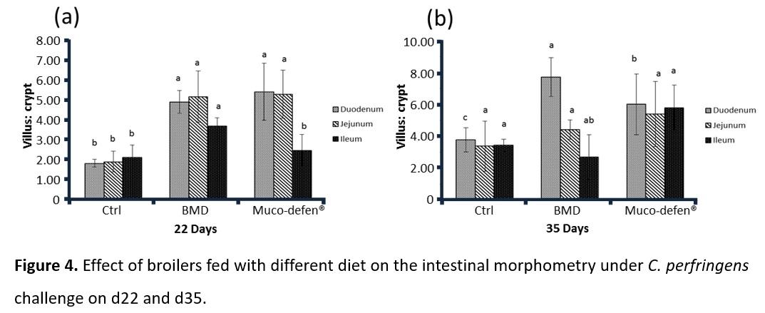 Effects of Muco-defen® on Clostridium perfringens-induced necrotic enteritis in broilers - Image 4