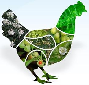 New Age Phytogenic solution to Antibiotic as growth promoter: Nbiotic - Image 1