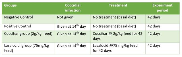 Phytogenic approach to safeguard the birds from coccidiosis - Image 3