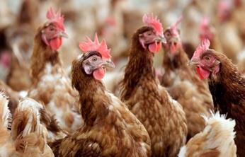 Phytogenic approach to safeguard the birds from coccidiosis - Image 1
