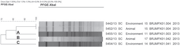 Serotyping and Genotyping of Salmonella Strains Isolated from Broilers, Chicken Carcasses Before and After Chilling, and Frozen Chicken Breasts Produced in the States of Mato Grosso do Sul and Santa Catarina, Brazil. - Image 4