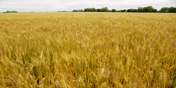 Identification and Control of Fusarium Head Blight (Scab) of Wheat in Georgia - Image 3