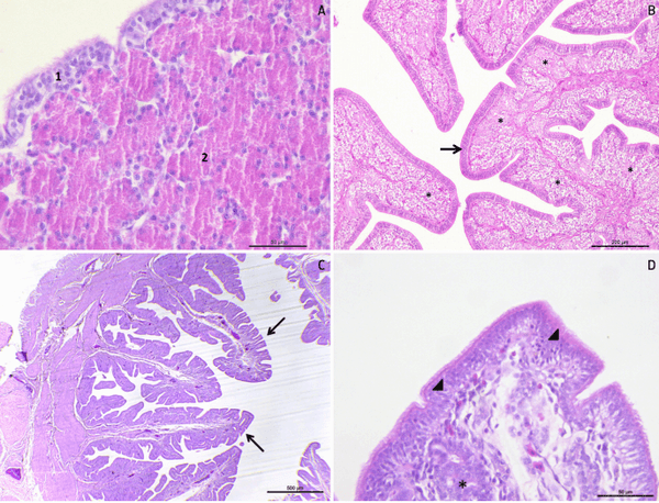 Evaluation of the presence of avian influenza receptors in oviducts of forced moulting birds using immunofluorescence - Image 1