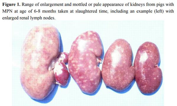 Complex Etiology, Prophylaxis and Hygiene Control in Mycotoxic Nephropathies in Farm Animals and Humans - Image 1